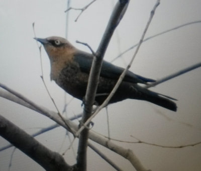 Rusty-blackbird