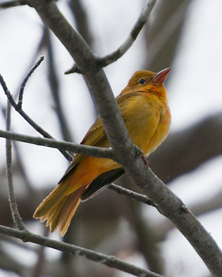 Summer Tanager (Piranga rubra)