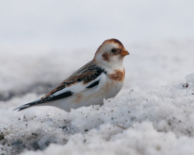 Snow Bunting (Plectrophenax nivalis)