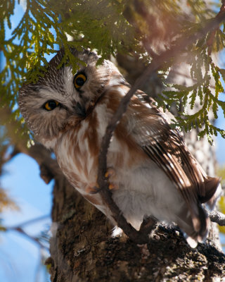 Northern Saw-Whet Owls