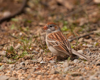 Field Sparrow (Spizella pusilla)