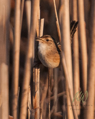 Sedge Wren (Cistothorus platensis)