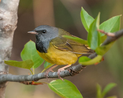 Mourning Warbler  (Geothlypis philadelphia)