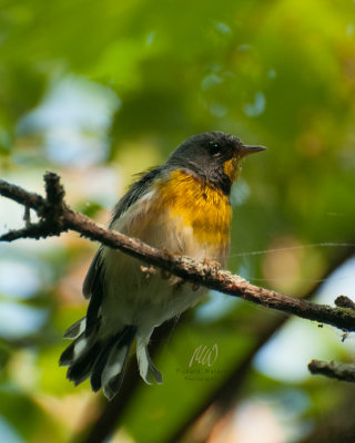 Northern Parula (Setophaga americana)