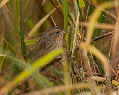 Nelson's Sparrow (Ammodramus nelsoni)