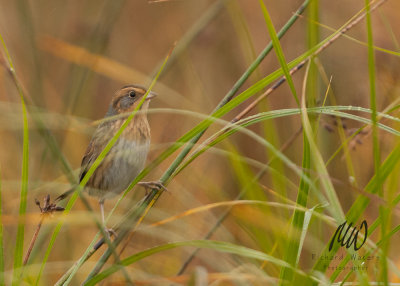 Nelson's Sparrow (Ammodramus nelsoni)