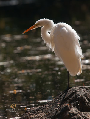 Great Egret (Ardea alba)