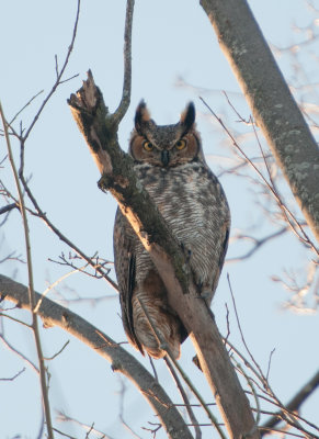 Great Horned Owl (Bubo virginianus)