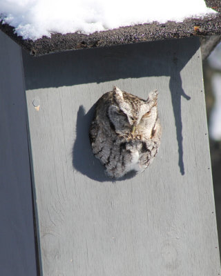 Eastern Screech Owl pair in one of our boxes