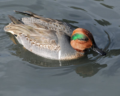 Green-winged Teal (Anas crecca carolinensis)