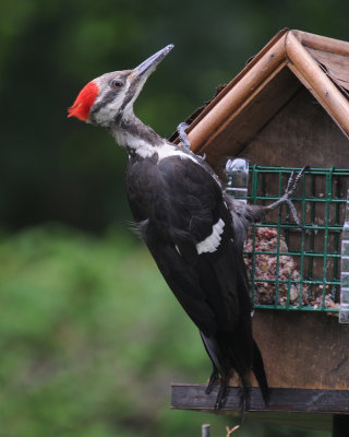 	 Pileated Woodpecker (Dryocopus pileatus) 