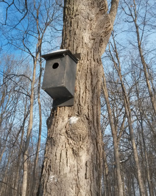 Eastern Screech Owl Box
