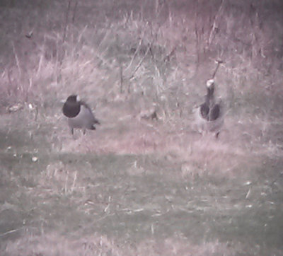 Barnacle Geese (Branta leucopsis)