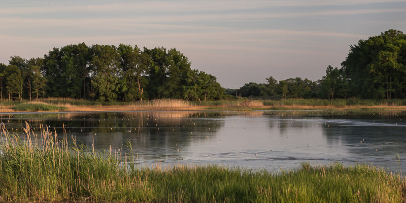 TidalMudflatWithBirds2-2751.jpg