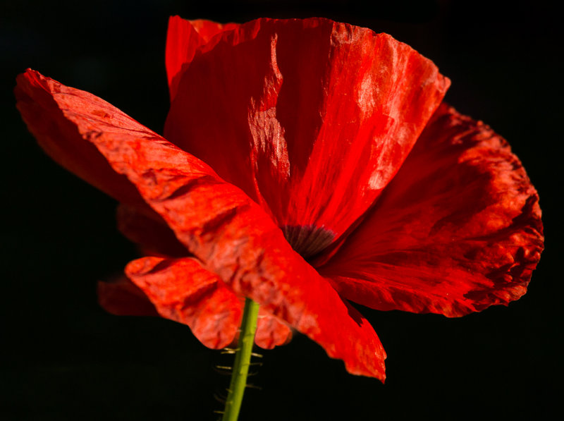 PoppyFromBelow4-09872.jpg