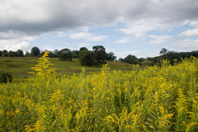 LongwoodMeadow-3982.jpg