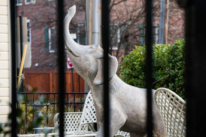 Elephant-01452.jpg
