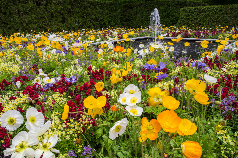 Longwood Flowers-5528.jpg