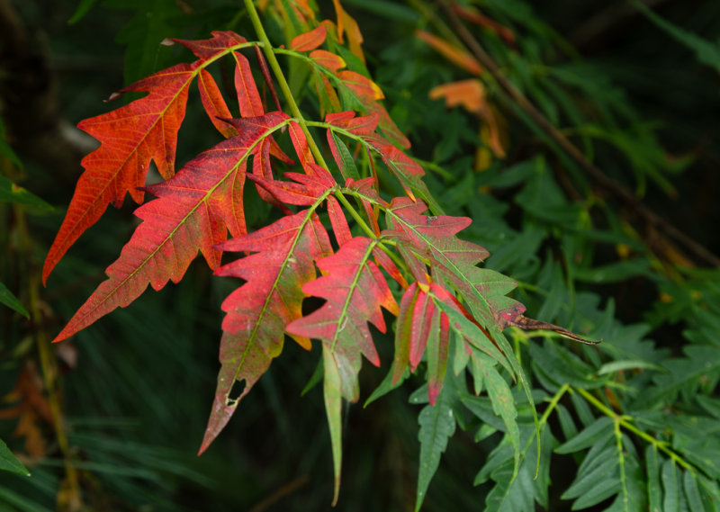 red leaves at longwood-5790.jpg