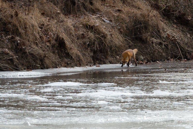 FoxProcessed-6338.jpg
