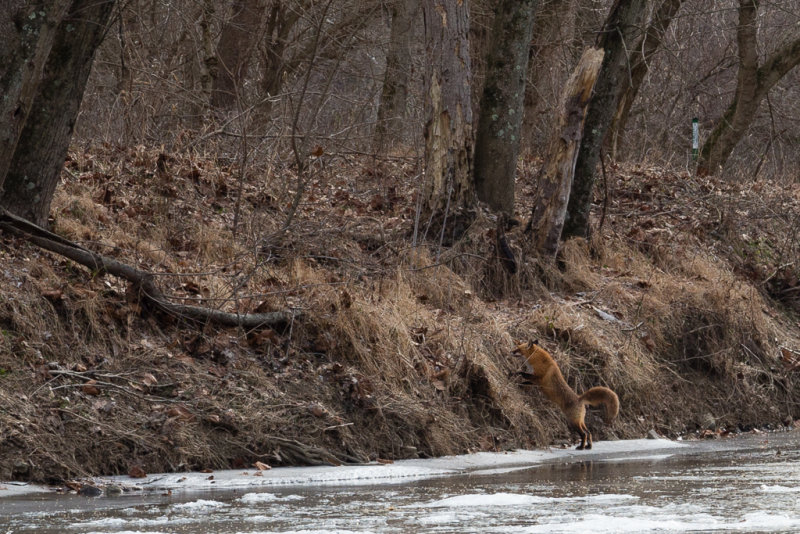 Looking For Lunch-6334.jpg