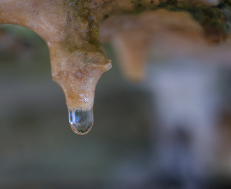 stalactite drip FairHill-04409.jpg