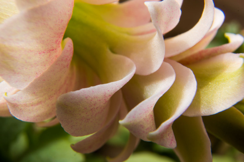 MacroMadness1-04455.jpg