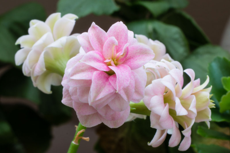 MacroMadness4-04434.jpg