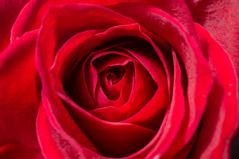 Flower1Rose-04488.jpg