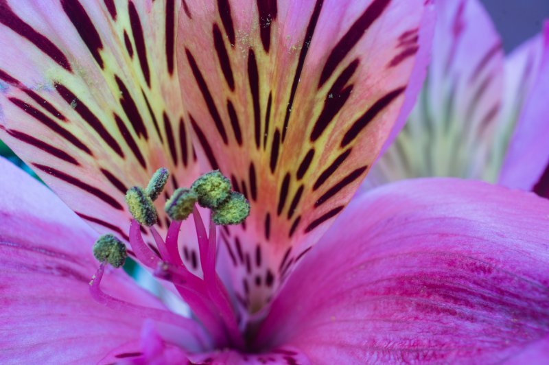 Flower3-04491.jpg