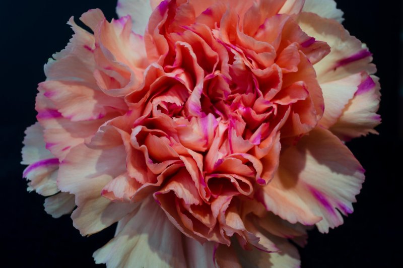 Flower5-04502.jpg
