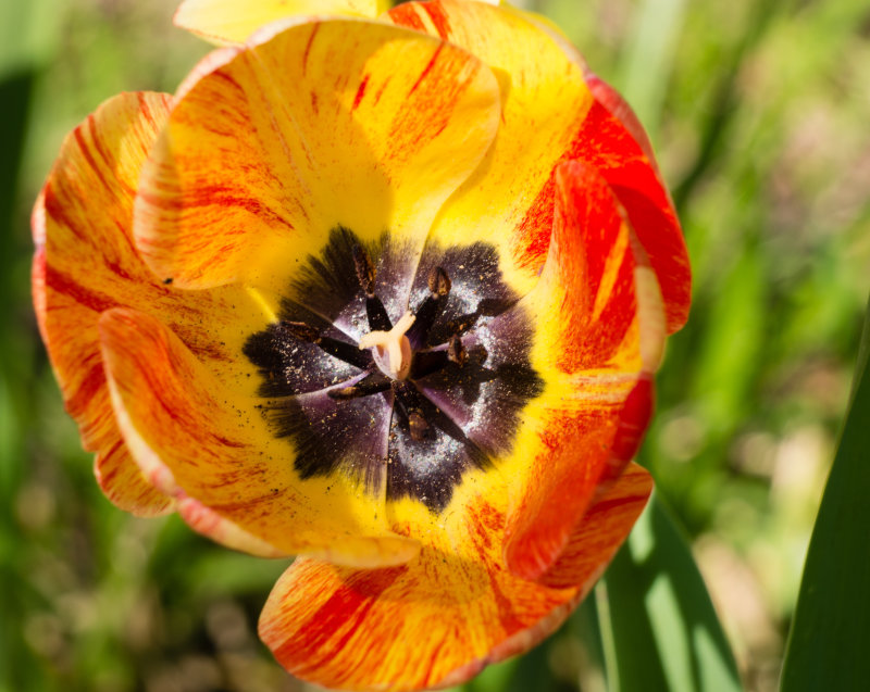 FrontYardTulip-04556.jpg