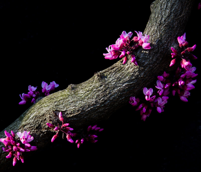 Redbud selective shadowandexposure adjustment-6780.jpg