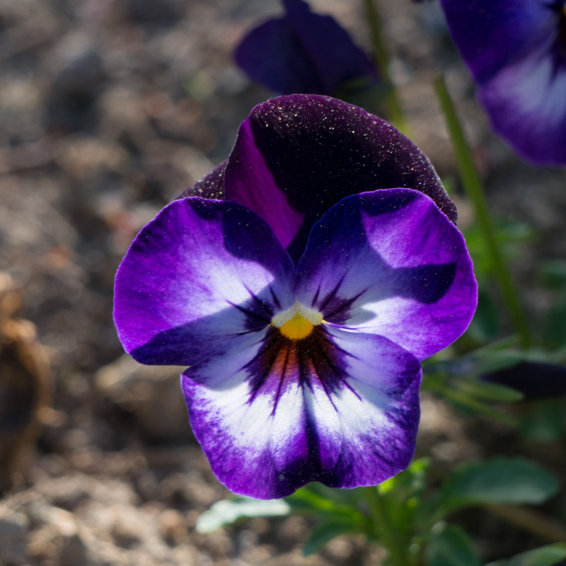 Pansie-04692.jpg