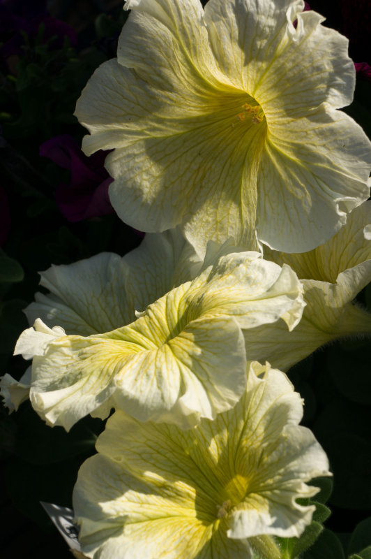 Petunias-04704.jpg