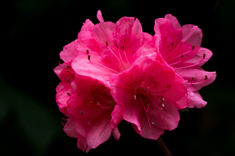 CampusFlower1-04850.jpg