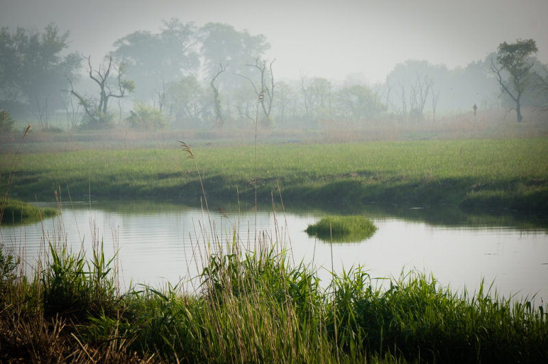 MorningMarsh3-04942.jpg