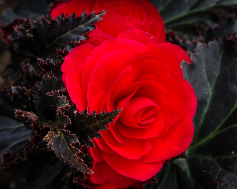 FWT_BegRedMedContrast-05094.jpg