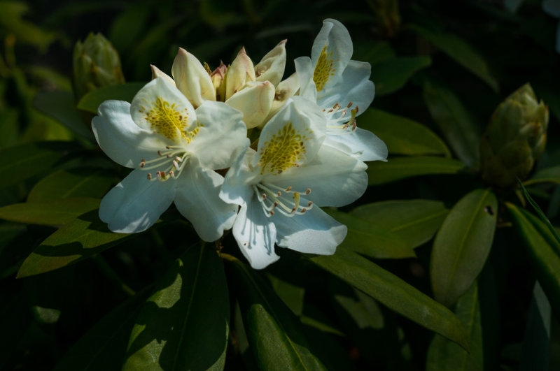 FWT_Rhodi1-05061.jpg