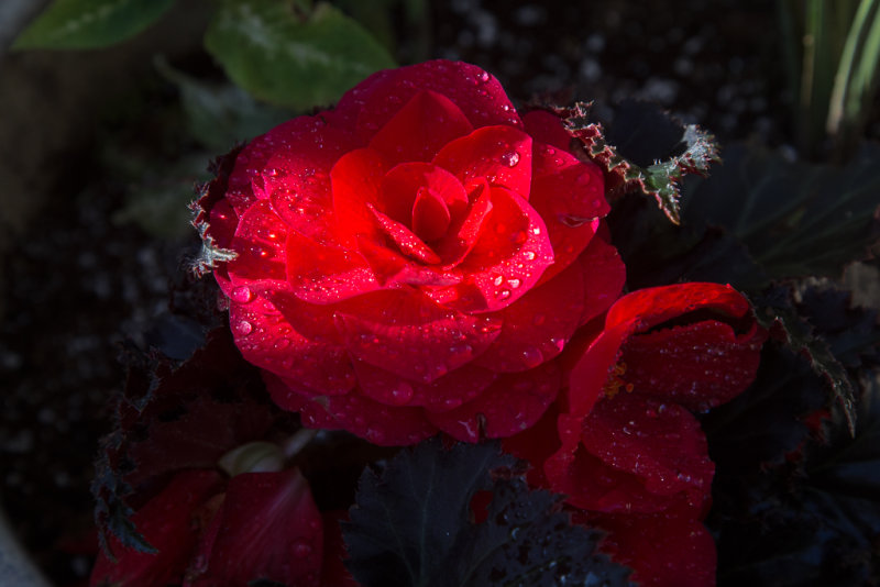 Begonia6June2016-7243.jpg