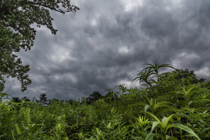 Longwood-7978.jpg