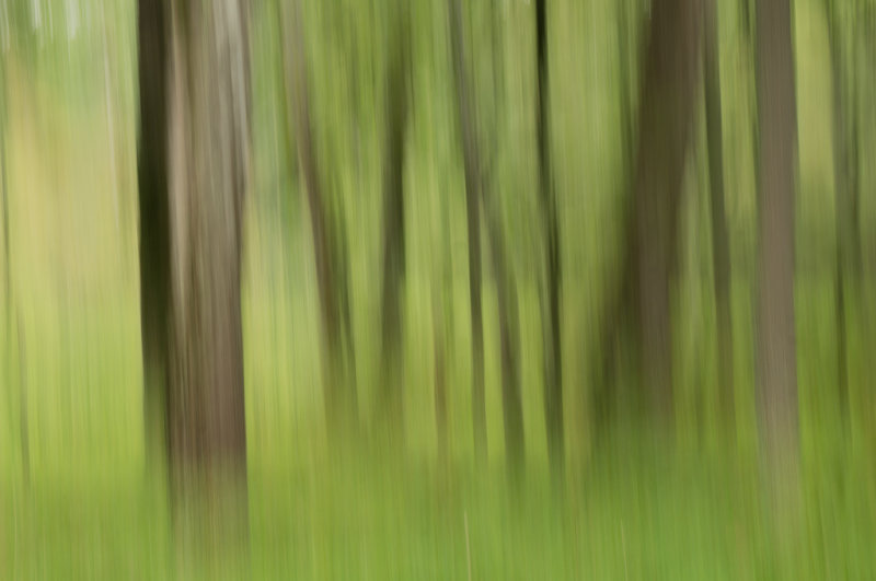 TreeStreaking2_16x10-06362.jpg