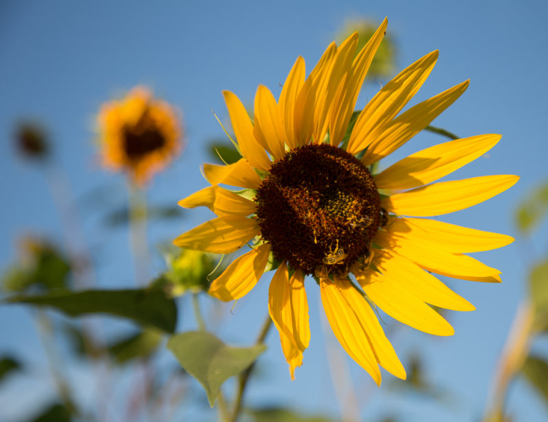 UD Flower4-8450.jpg