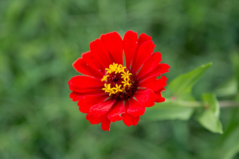 UD Flower6-8457.jpg