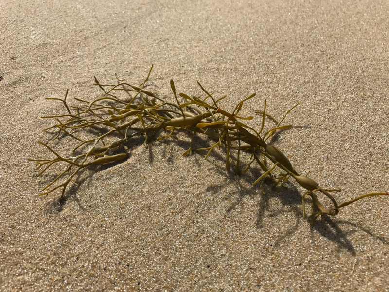 Seaweed-05.jpg