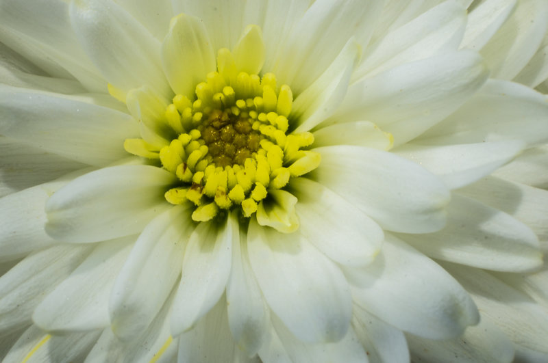 Mum is the image +.25 stop-06815.jpg