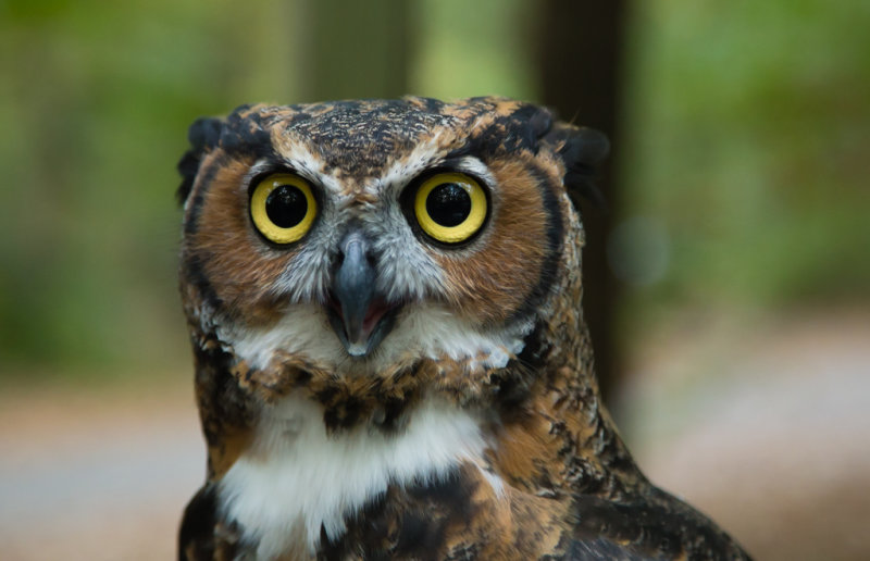 Owl-8865.jpg