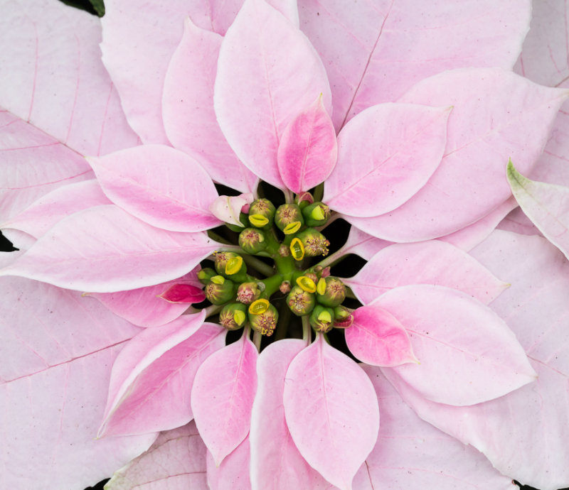Longwood Macro 3-9346.jpg