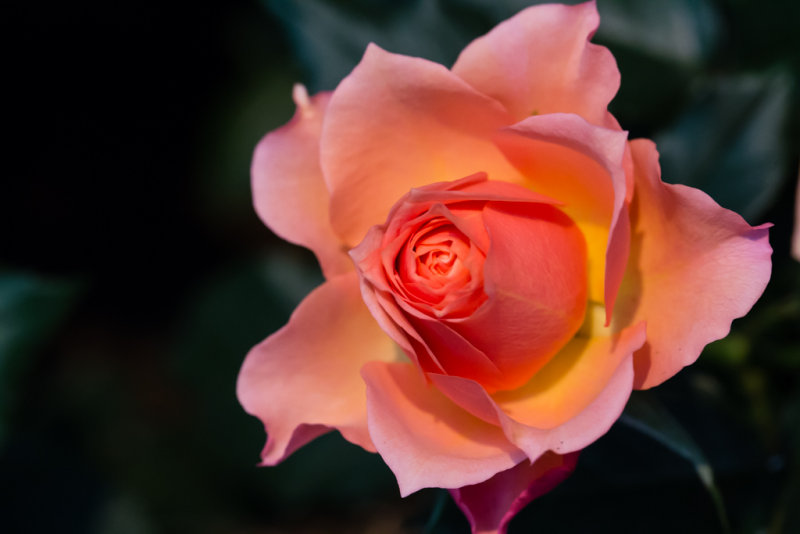 Longwood Rose-9686.jpg
