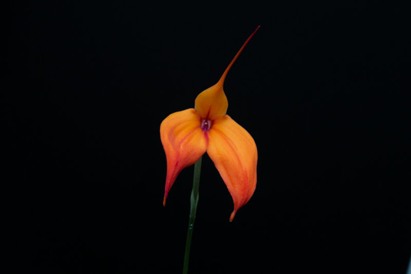 Longwood orange on black-9829.jpg